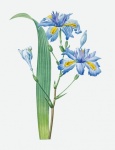 Flower Iris Vintage Old
