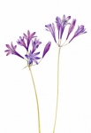 Flower Purple Vintage Art