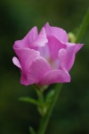 Flower Mallow Blossom Pink