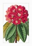 Flower Rhododendron Vintage Poster
