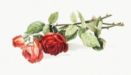 Flower Rose Vintage Old