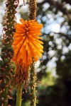 Bright Orange Aloe Flower On Stem