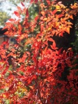Bright Rust Coloured Foliage