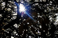 Bright Sunburst Through Branches