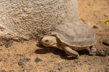 Brown Tortoise