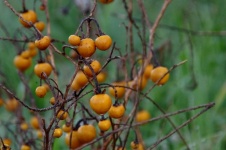 Bunch Of Orange Berries With Rain