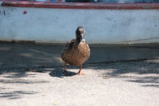Duck Walking