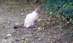 Cat Sitting In Profile