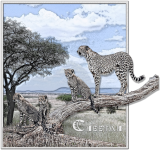 Cheetah And Cubs