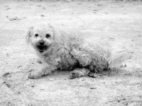 Dog Breed Bichon Maltese