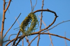 Circular Woven Basis Of Nest
