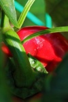 Close Glimse Of Red Sweet Pepper