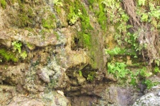 Close-up Of Cliff With Plants