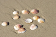 Close-up Of Group Of Shells