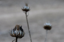 Close-up Of Thistle Weeds