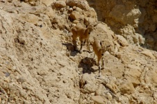Close-up Of Twin Mountain Ibex Deer