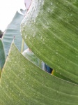 Close-up Of Wet Banana Leaves