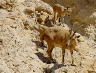 Close-up With Desert Ibex And Kids