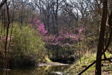 Creek In Spring