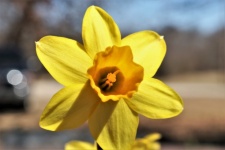 Daffodil And Bokeh Close-up