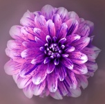 Dahlia Flower Blossom Photo