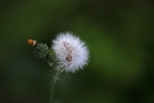 Dandelion Seed Fluff And Bud