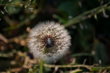 Dandelion Seed Head With Fluff