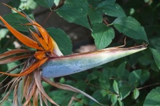 Decaying Strelitzia Flower