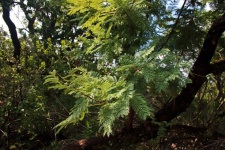 Display Of Fine Compound Leaves