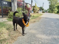 Dog With Marigold Necklace