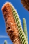 Downy Cactus