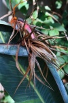 Dried Dead Strelitzia Flower
