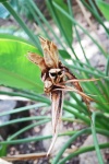 Dry Dead Brown Strelitzia Flower