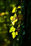 Ivy Tree Sunlight Glow
