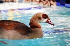 Egyptian Goose In A Swimming Pool