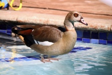 Egyptian Goose In Clear Water