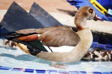 Egyptian Goose In Swimming Pool