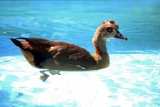 Egyptian Goose Swimming In Poool