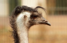 Emu Bird Hairstyle Funny