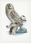 Owl Bird Vintage Art