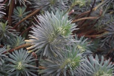 Euphorbia, Ornamental Plant