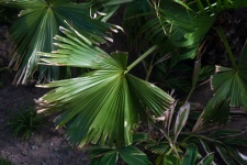 Fan Shaped Green Palm Leaf