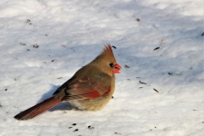 Female Cardinal Bird In Snow