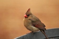 Female Cardinal Close-up