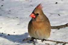 Female Cardinal In Snow Close-up