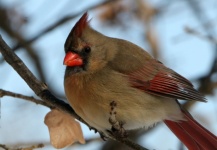 Female Cardinal On Branch Close-up