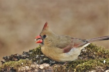 Female Cardinal On Moss