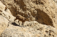 Female Ibex Deer With Small Kid