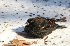 Female Red-winged Blackbird In Snow