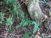 Fern Growing At The Base Of A Tree